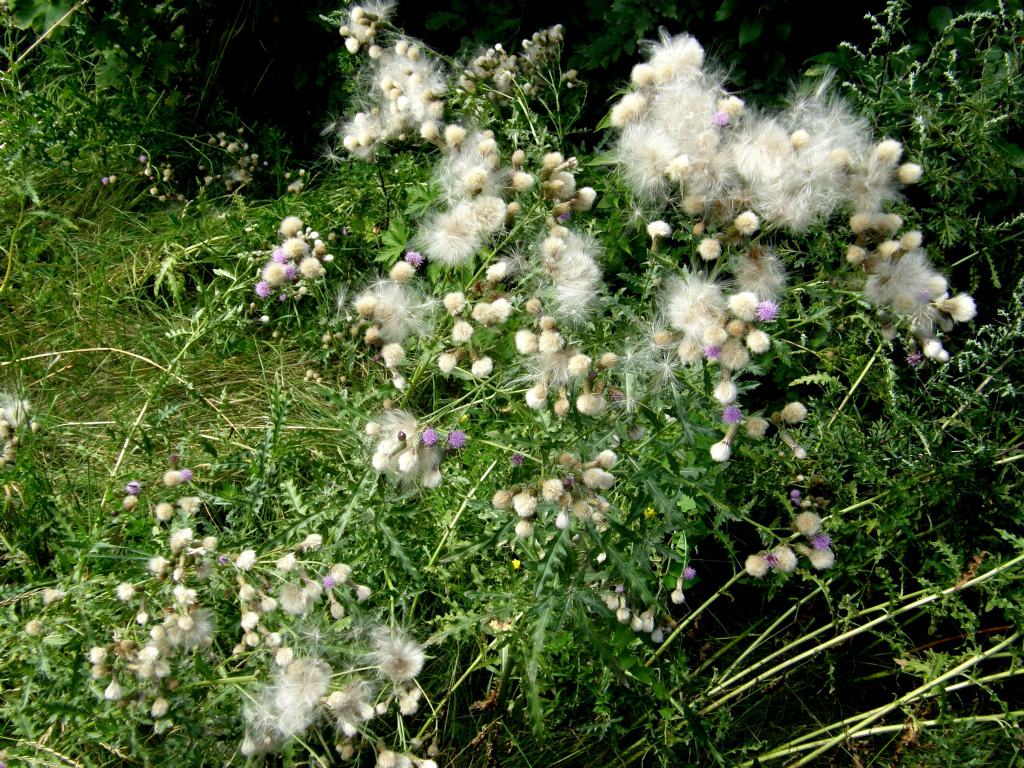 Cirsium arvense