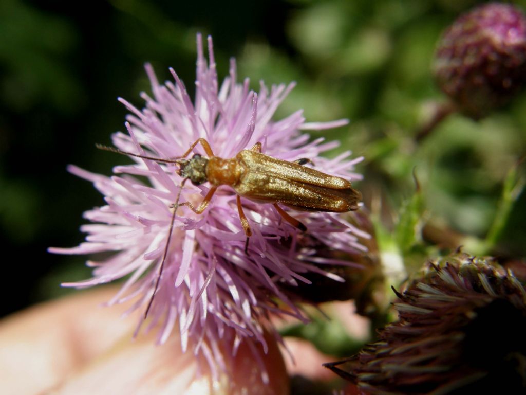 Oedemeridae da identificare: Oedemera podagrariae (cf.)