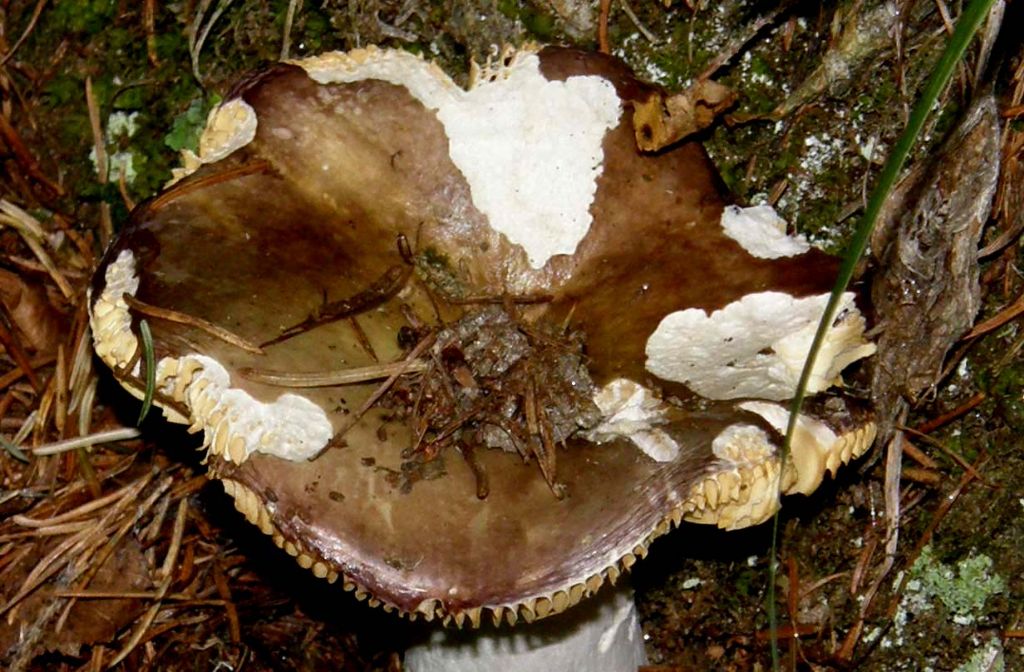 Russula...un po'' mangiucchiata