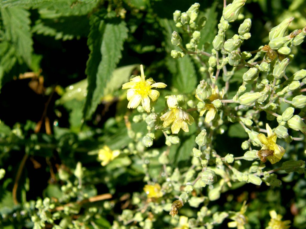 Lactuca sativa