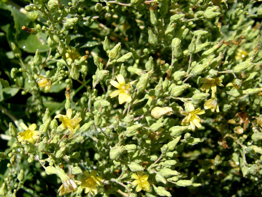 Lactuca sativa