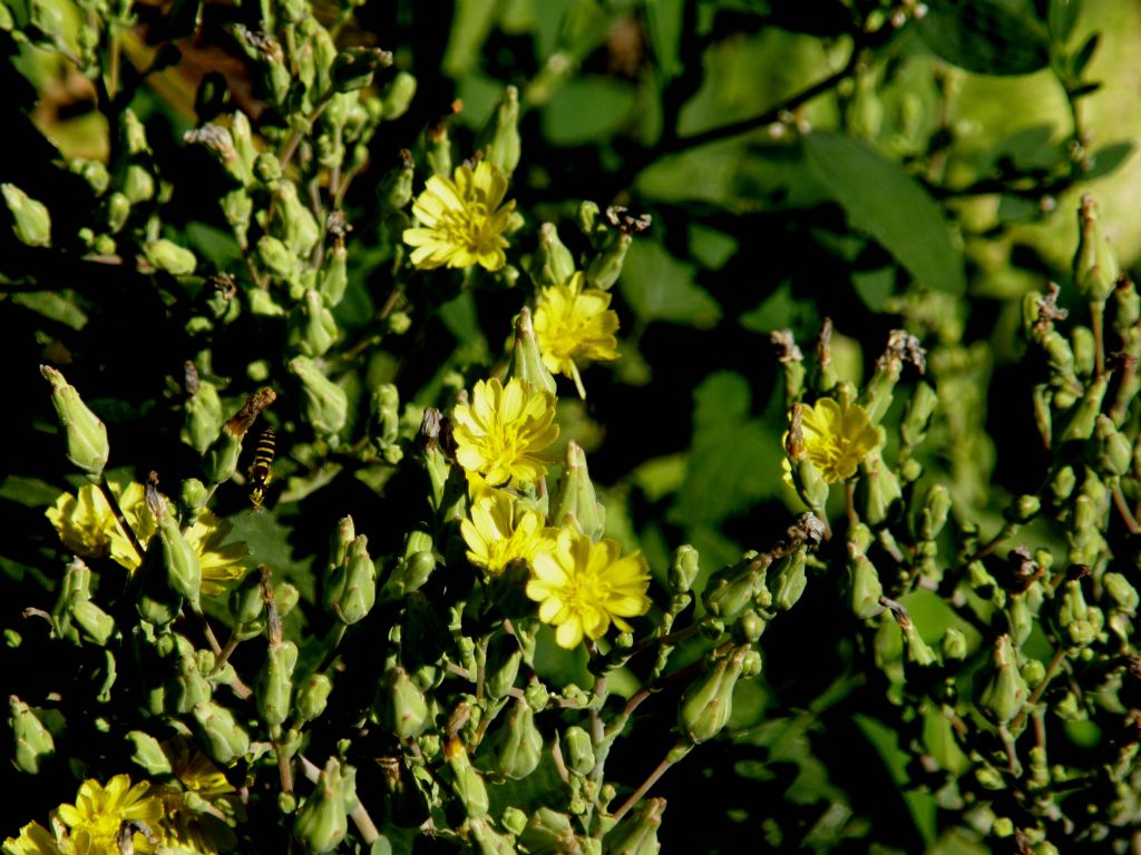 Lactuca sativa