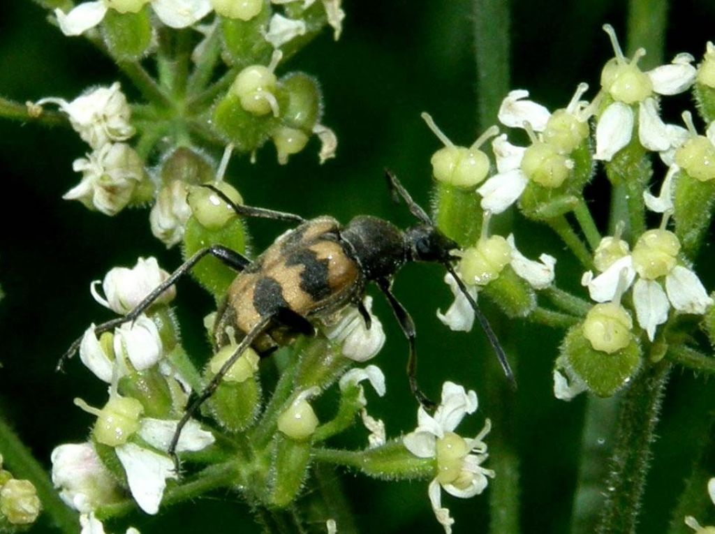 Cerambycidae da identificare - Pachytodes cerambyciformis