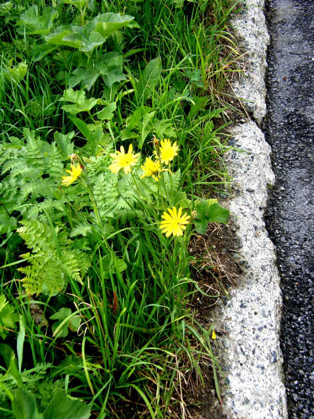 Tragopogon pratensis