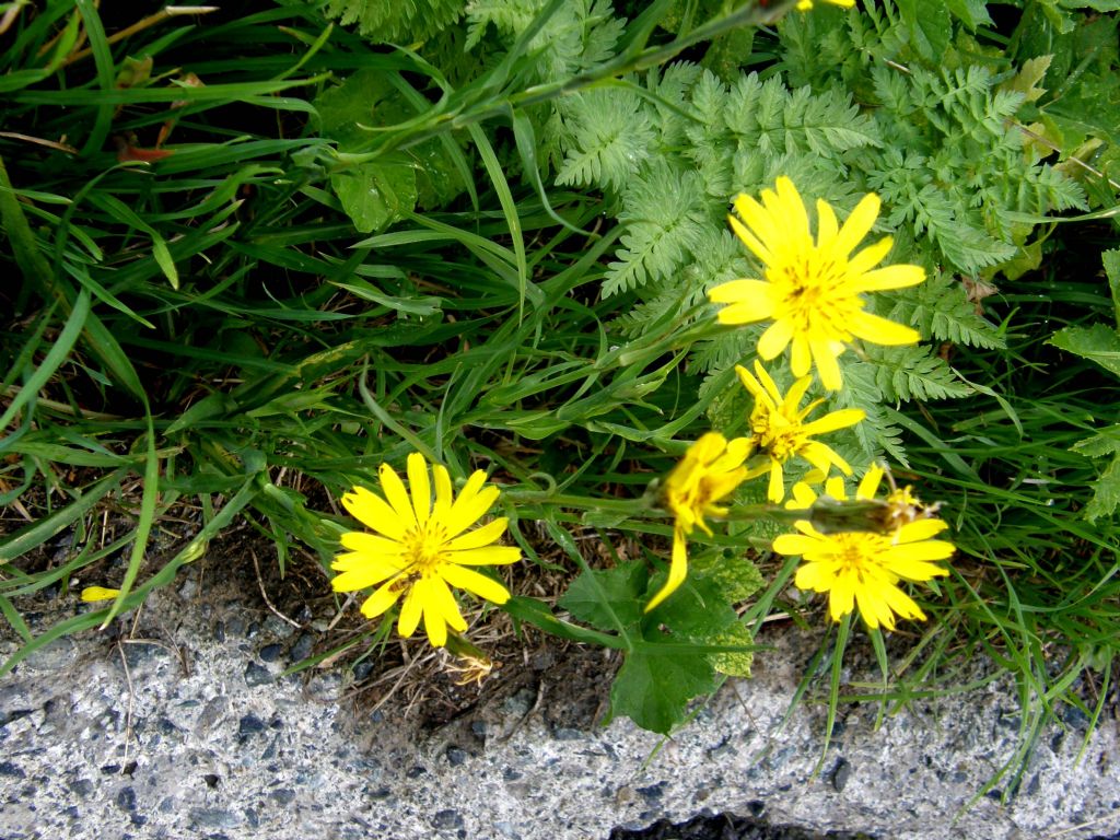 Tragopogon pratensis