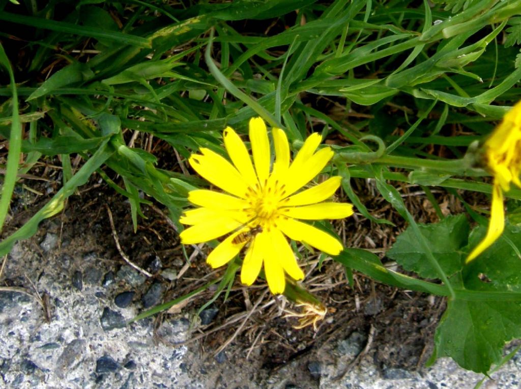 Tragopogon pratensis