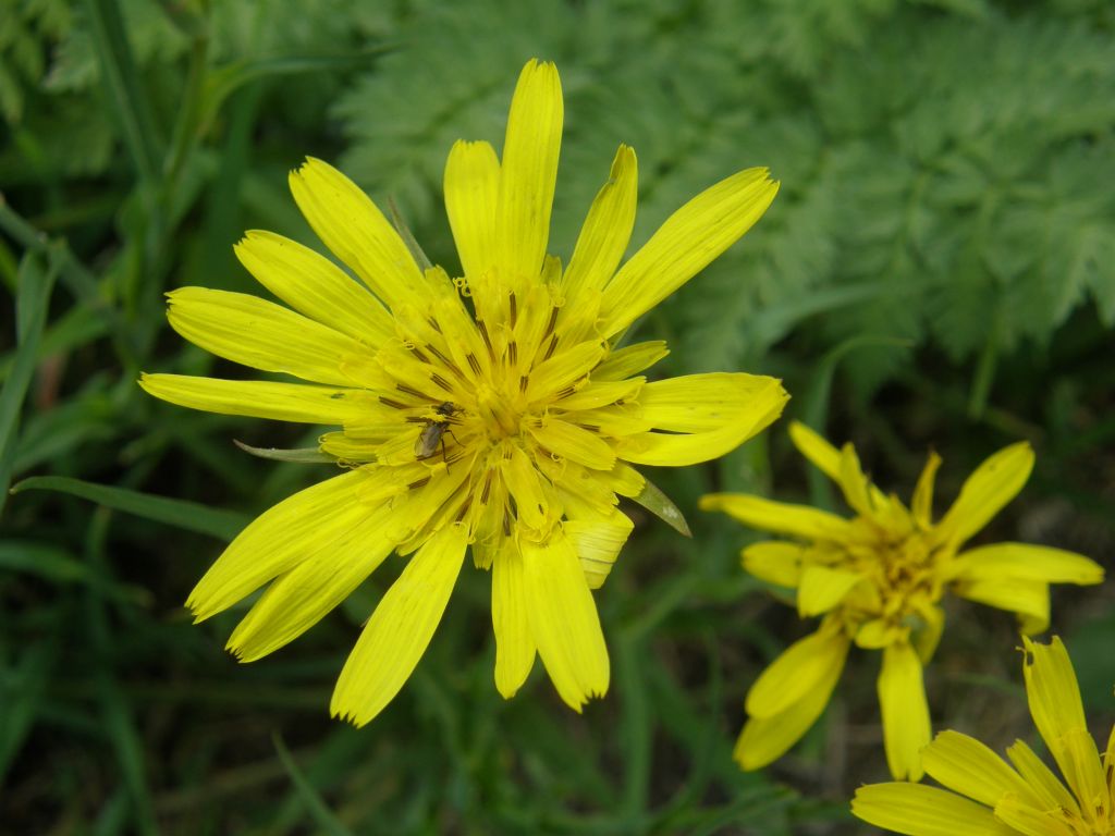 Tragopogon pratensis