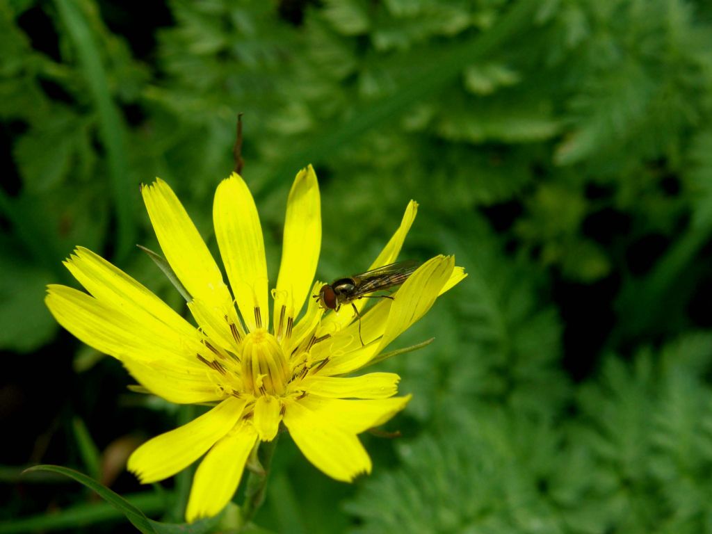 Tragopogon pratensis