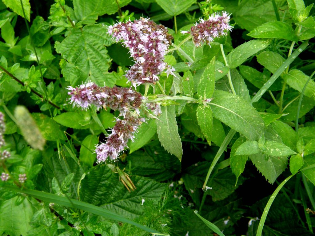 Mentha cfr. longifolia (Lamiales - Lamiaceae)