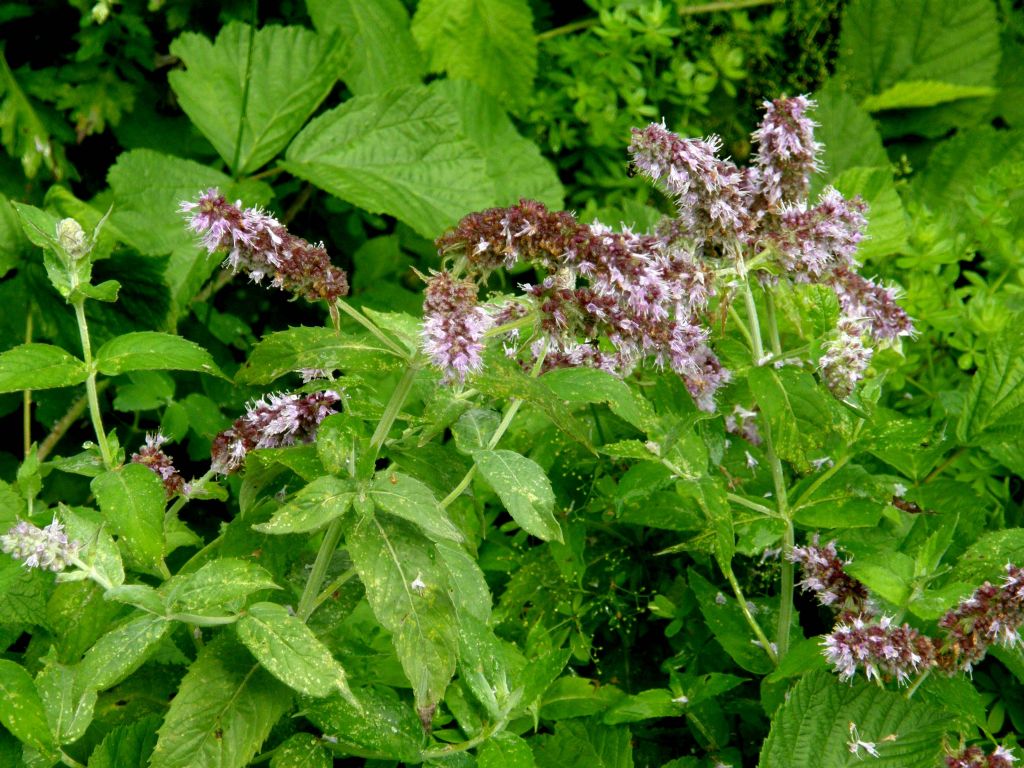 Mentha cfr. longifolia (Lamiales - Lamiaceae)