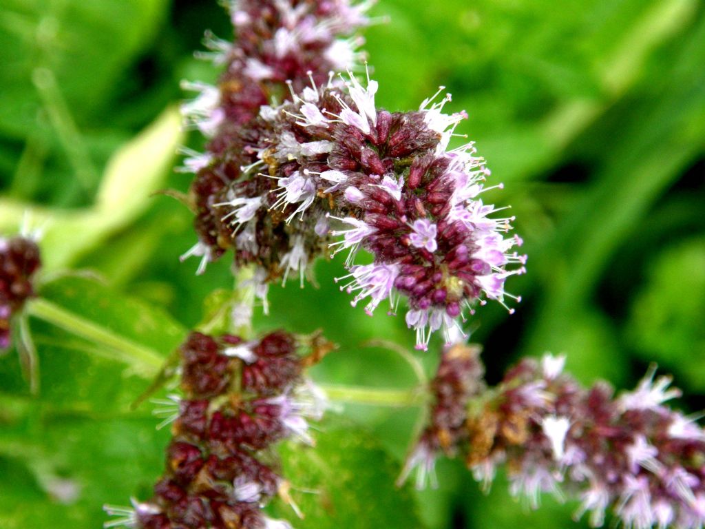 Mentha cfr. longifolia (Lamiales - Lamiaceae)