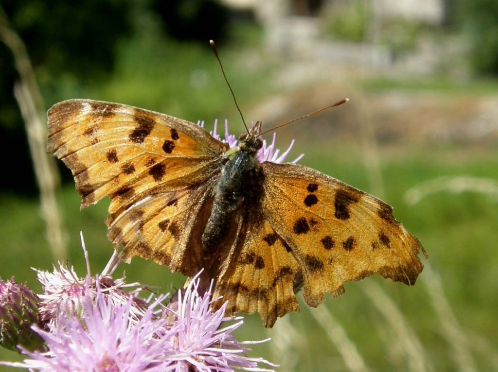 Nymphalis da identificare