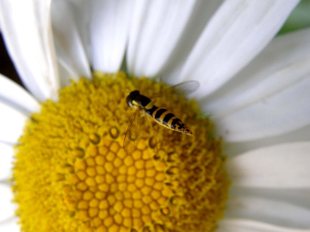 Syrphidae da identificare