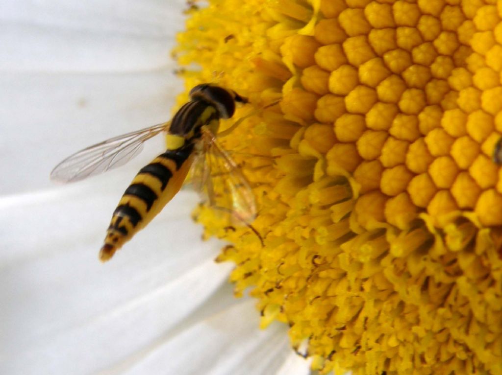 Syrphidae da identificare