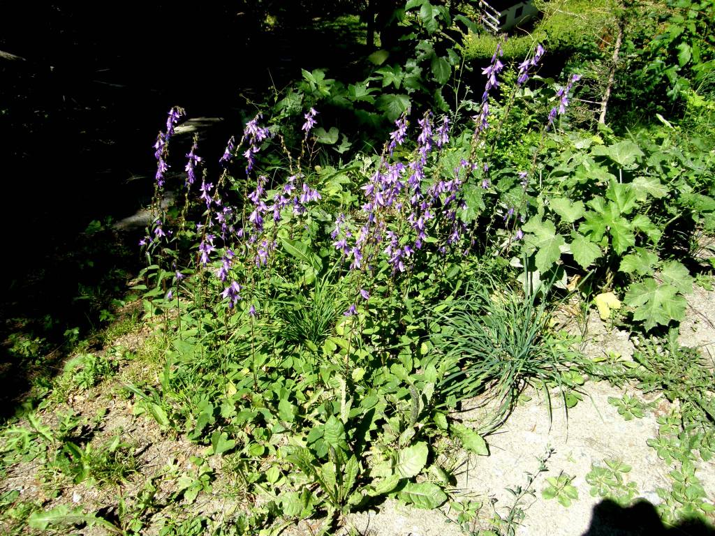 Campanula rapunculoides / Campanula serpeggiante