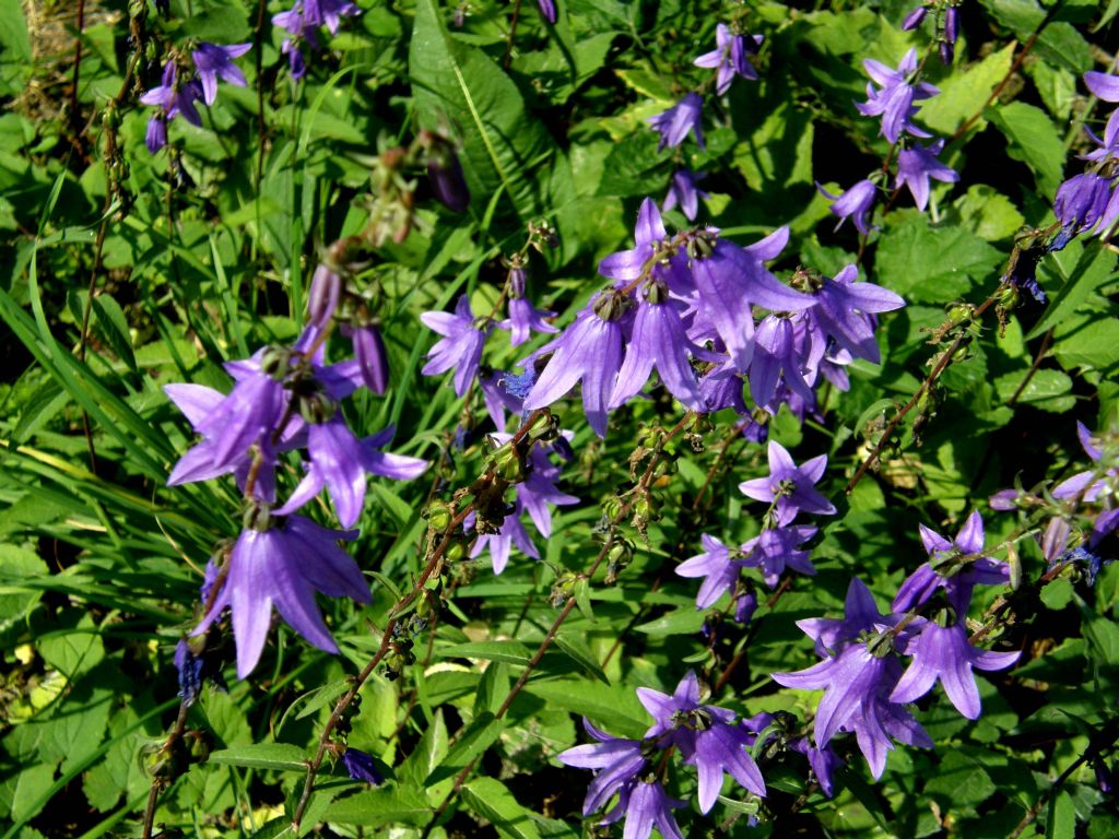 Campanula rapunculoides / Campanula serpeggiante