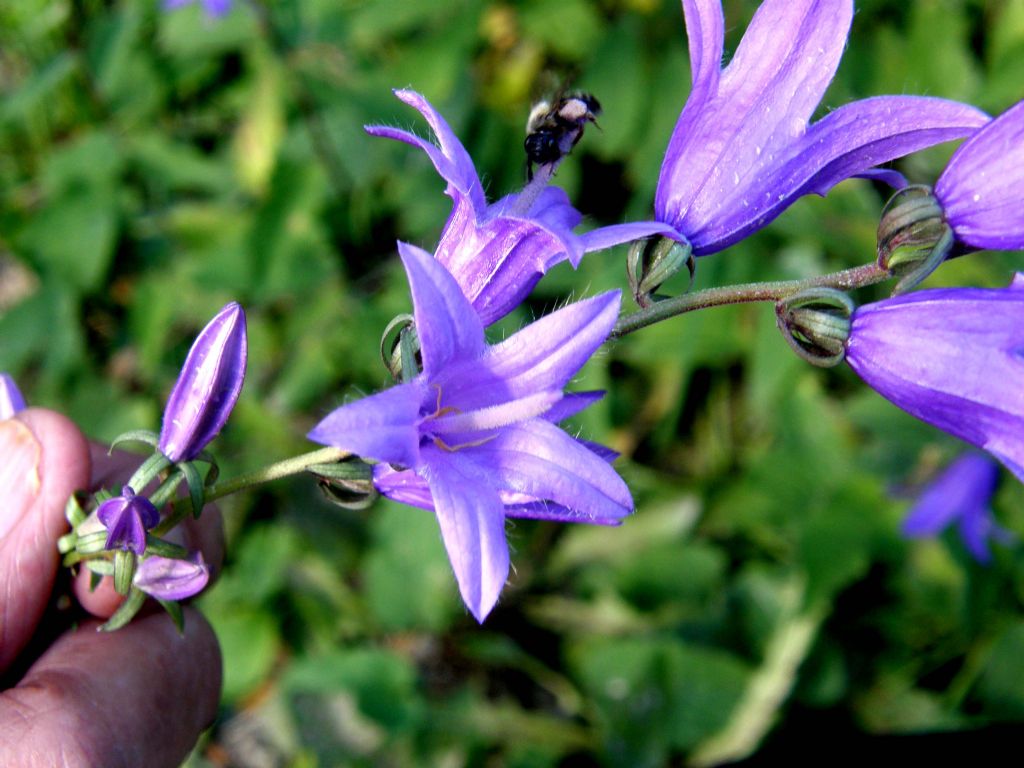 Campanula rapunculoides / Campanula serpeggiante