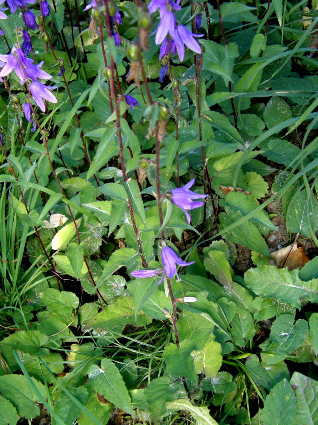 Campanula rapunculoides / Campanula serpeggiante