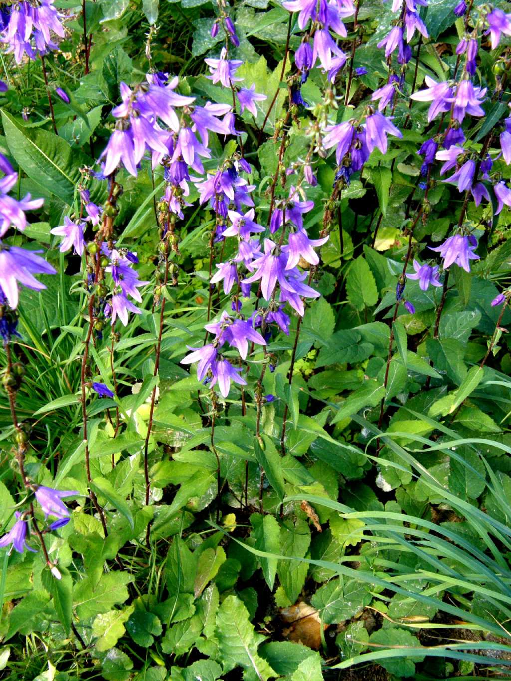 Campanula rapunculoides / Campanula serpeggiante