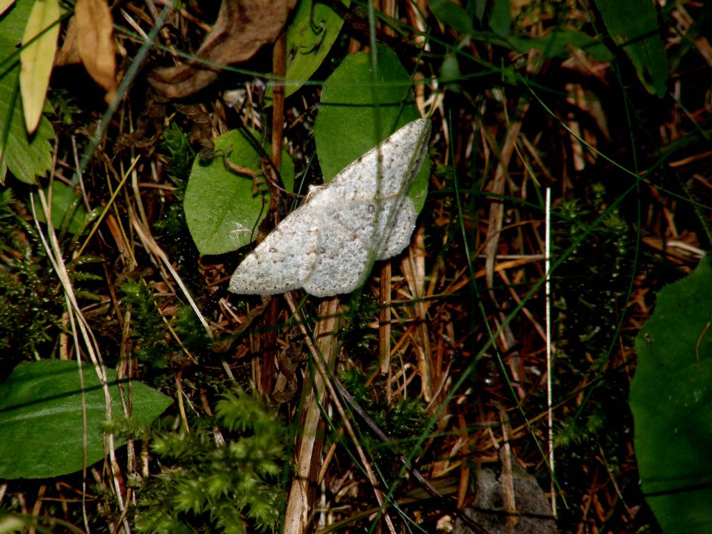 Charissa cfr. ambiguata  (Geometridae)