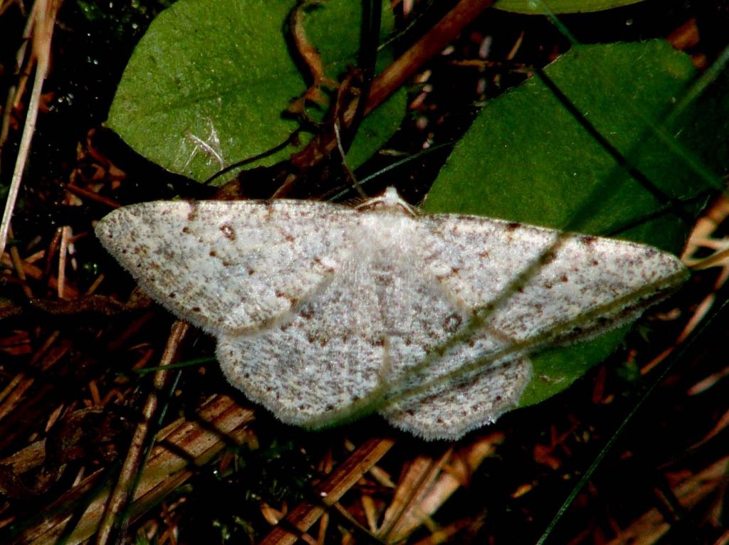 Charissa cfr. ambiguata  (Geometridae)