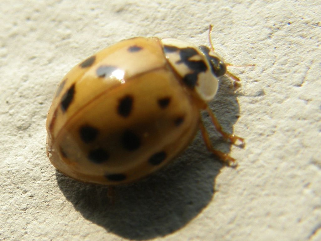 Coccinelle da identificare