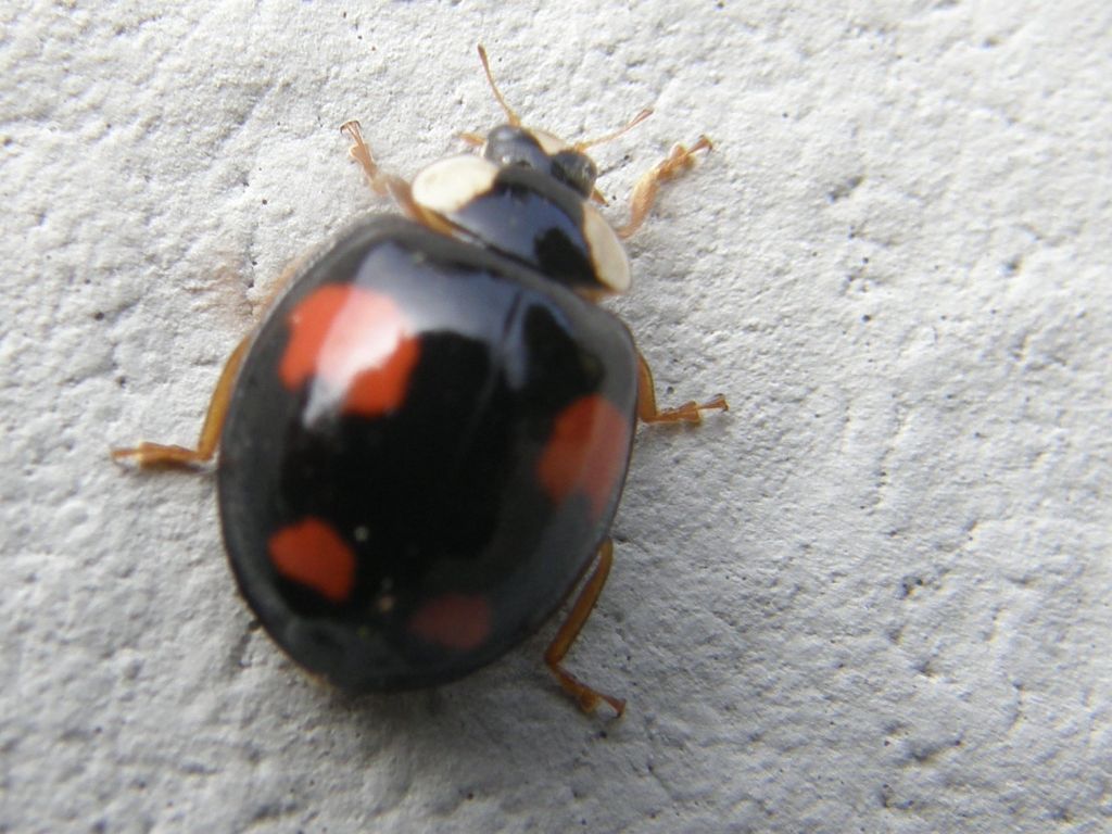 Coccinelle da identificare