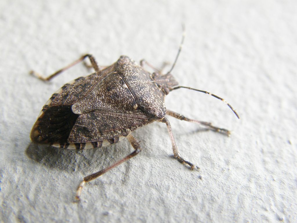 Pentatomidae: Halyomorpha halys della Lombardia (MI)