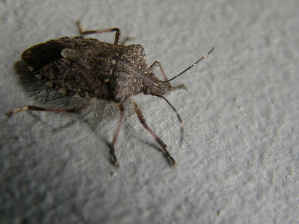 Pentatomidae: Halyomorpha halys della Lombardia (MI)