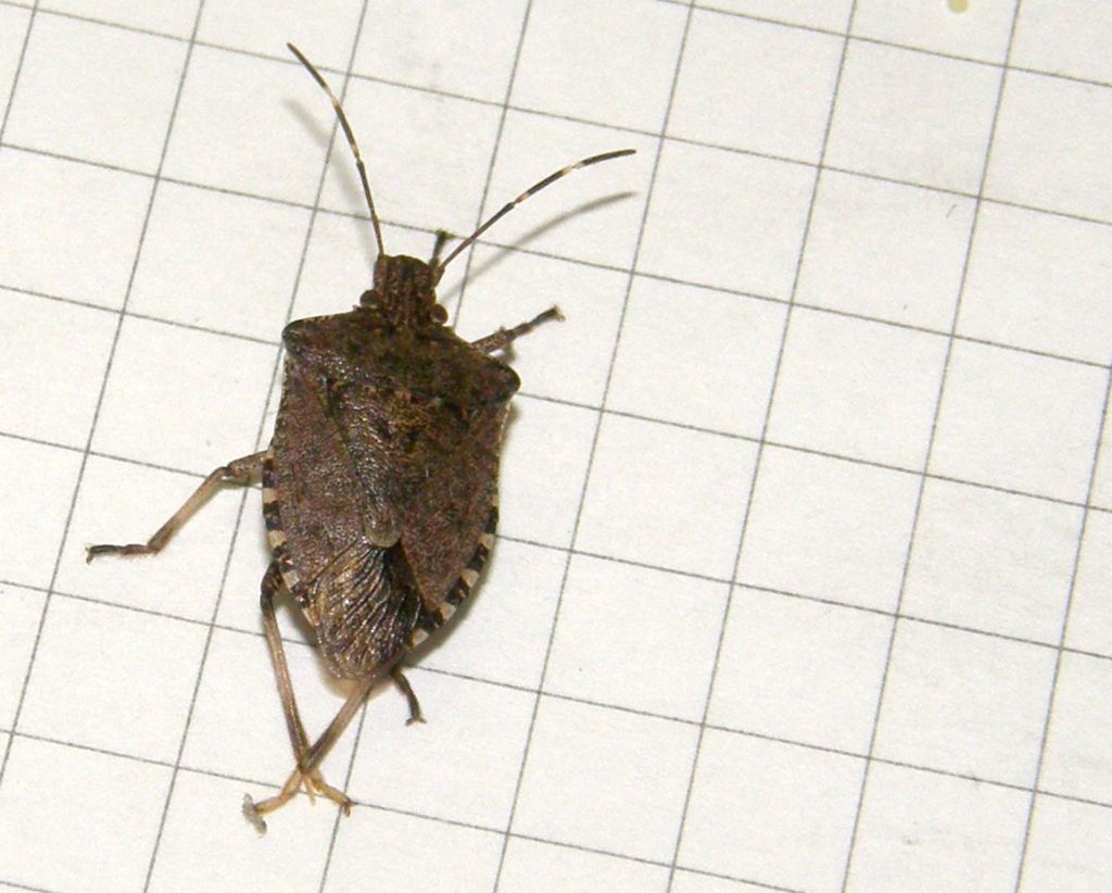 Pentatomidae: Halyomorpha halys della Lombardia (MI)