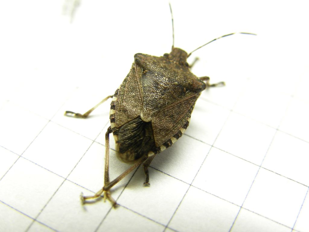 Pentatomidae: Halyomorpha halys della Lombardia (MI)