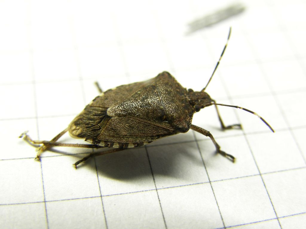 Pentatomidae: Halyomorpha halys della Lombardia (MI)