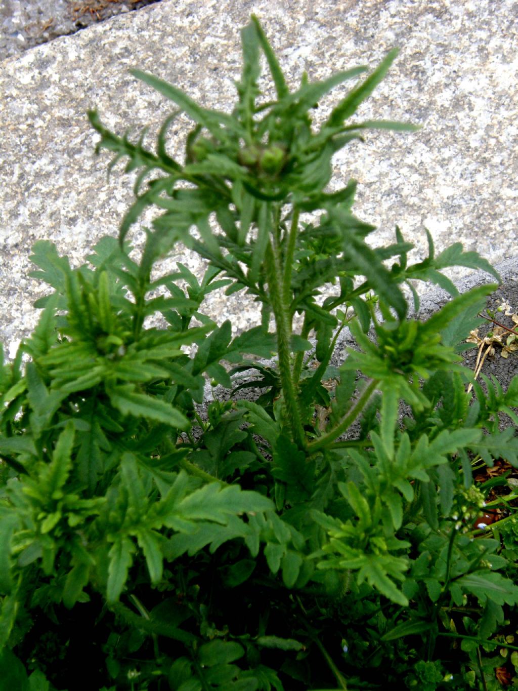 In un''aiuola milanese: Papaver rhoeas