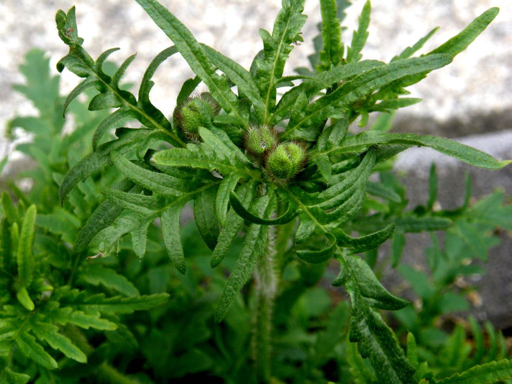 In un''aiuola milanese: Papaver rhoeas