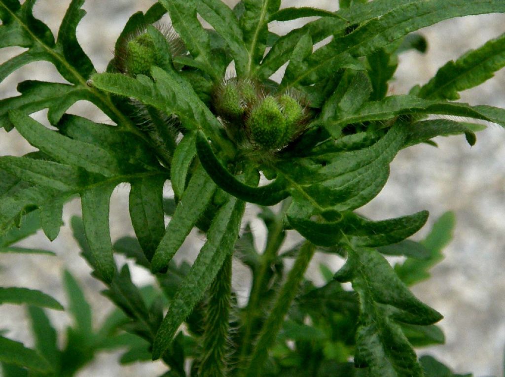 In un''aiuola milanese: Papaver rhoeas