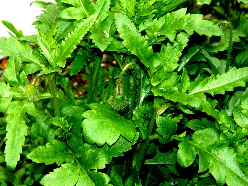 In un''aiuola milanese: Papaver rhoeas