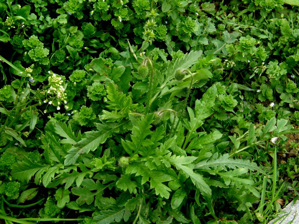 In un''aiuola milanese: Papaver rhoeas