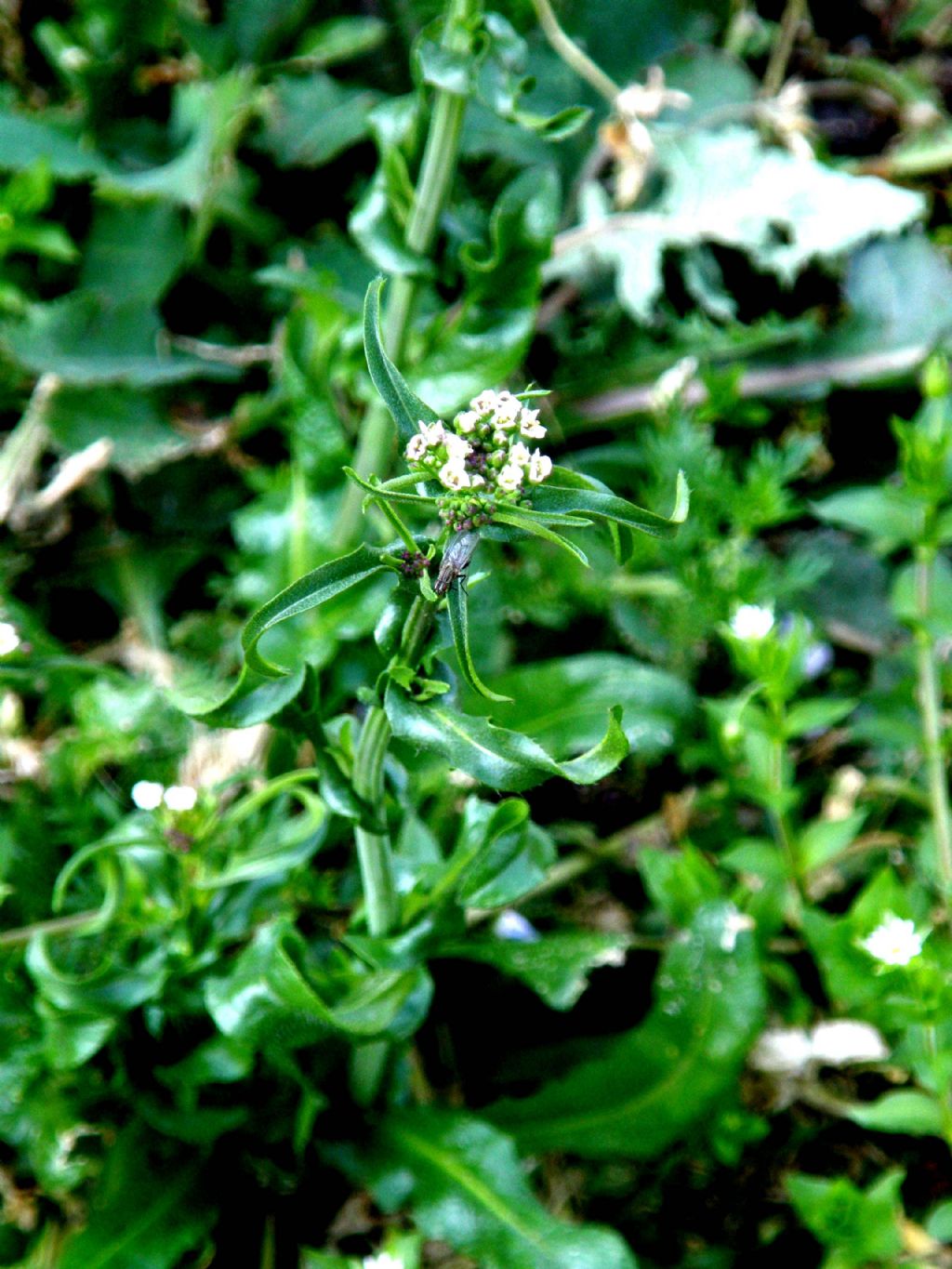 Capsella bursa-pastoris