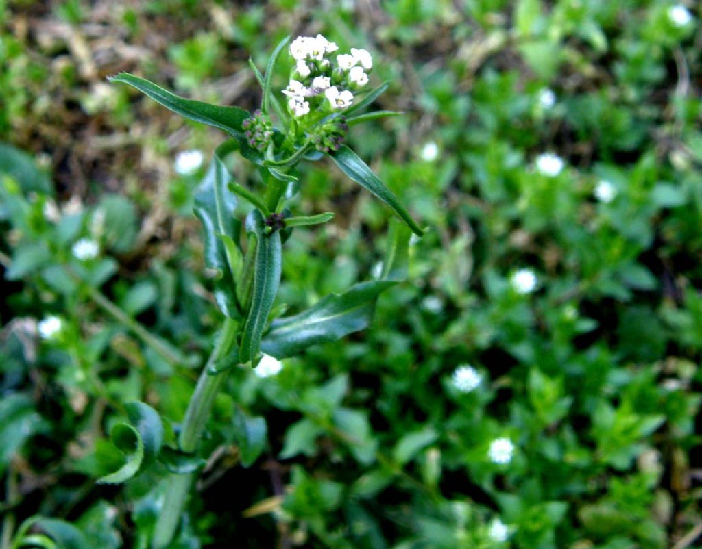 Capsella bursa-pastoris