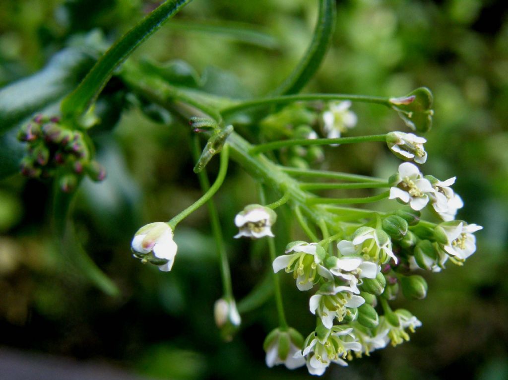 Capsella bursa-pastoris