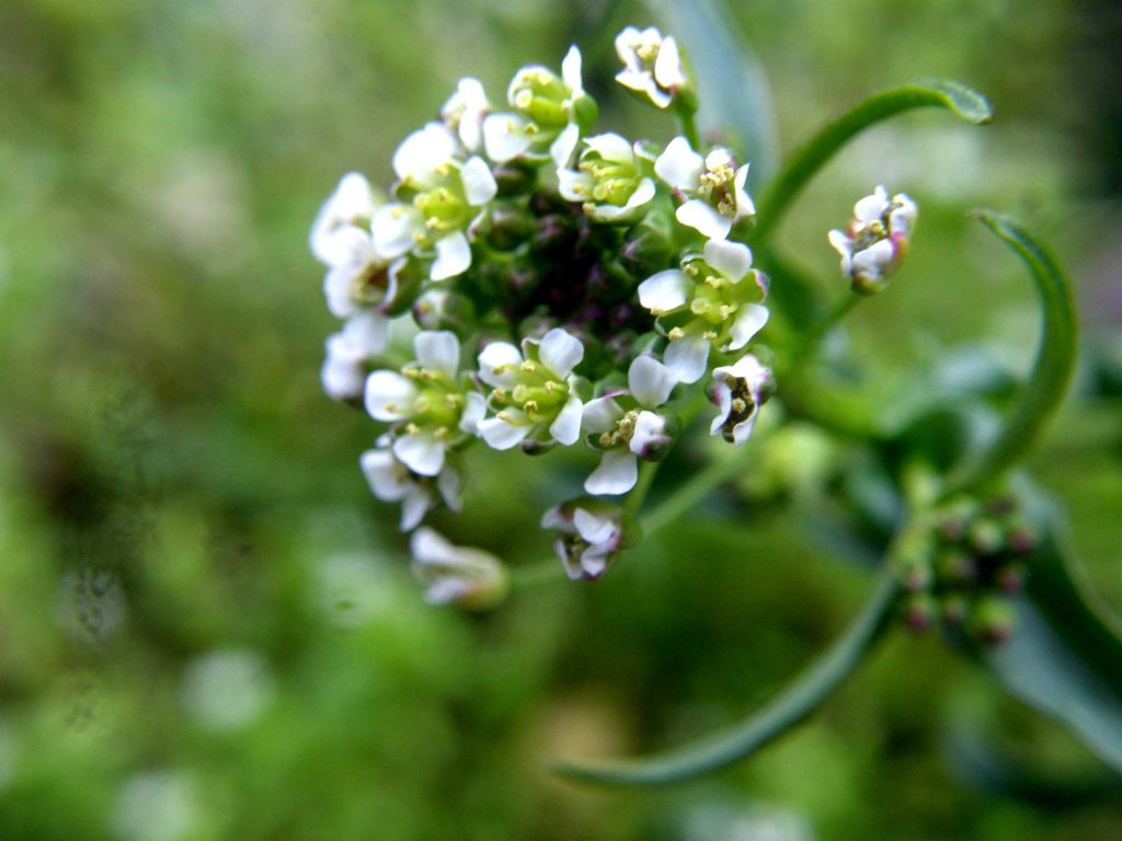 Capsella bursa-pastoris