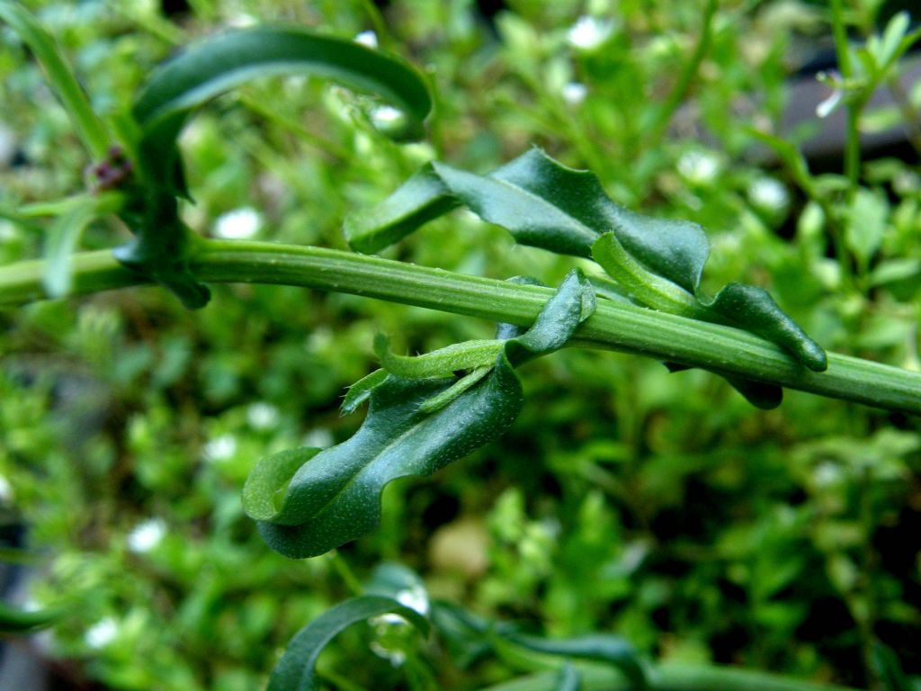 Capsella bursa-pastoris