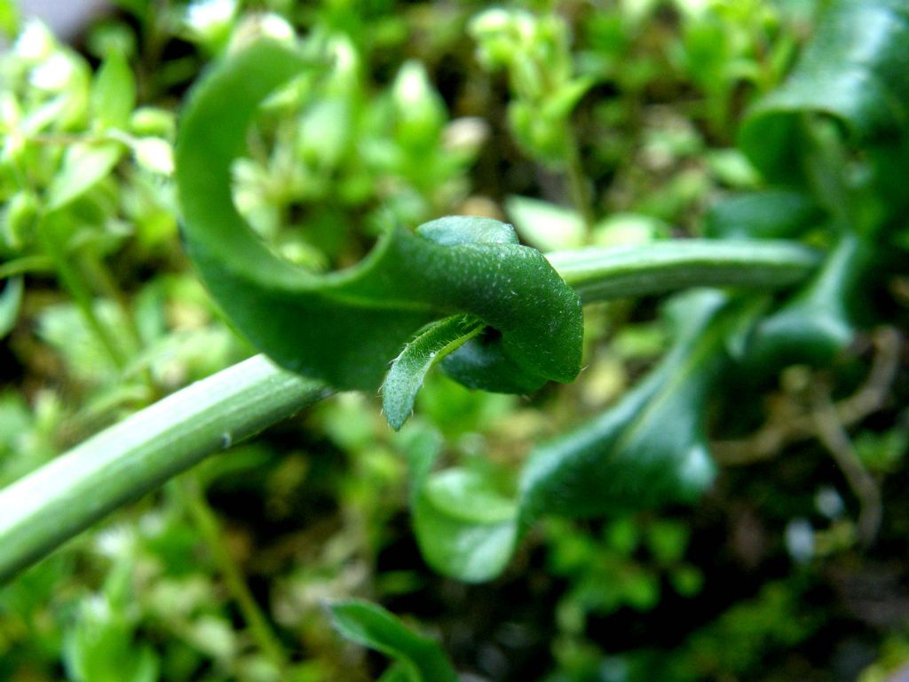 Capsella bursa-pastoris