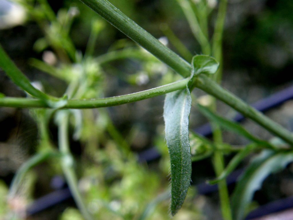 Capsella bursa-pastoris