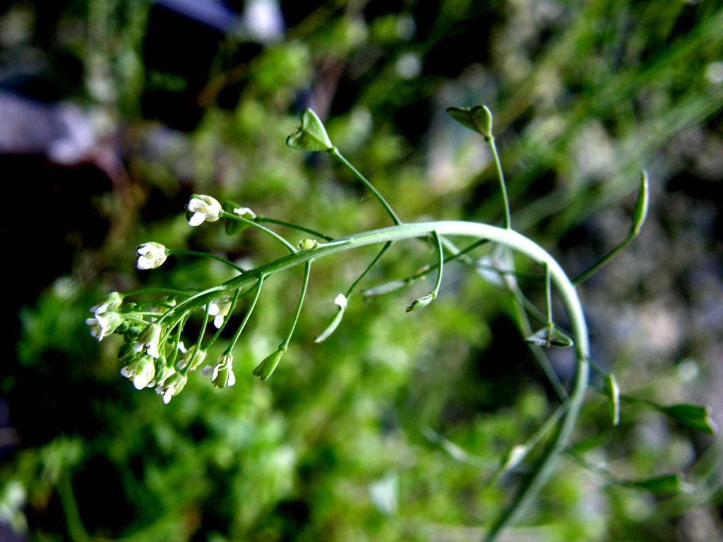 Capsella bursa-pastoris