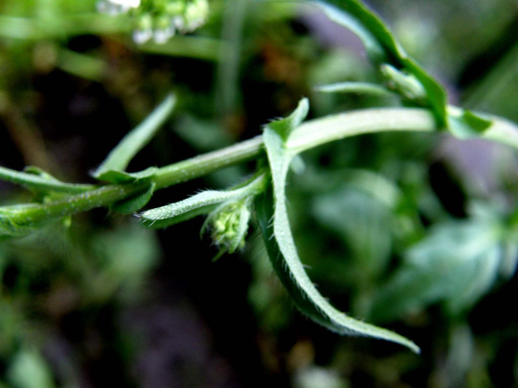 Capsella bursa-pastoris