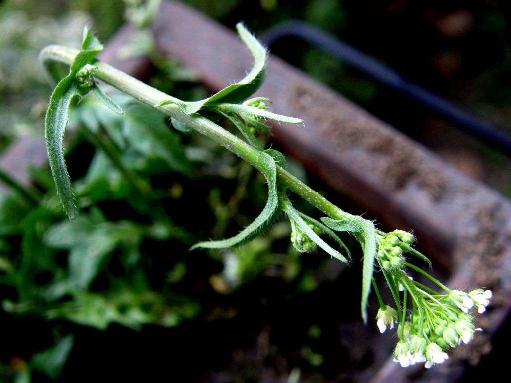 Capsella bursa-pastoris