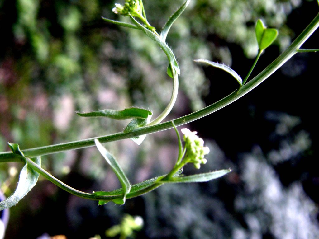 Capsella bursa-pastoris