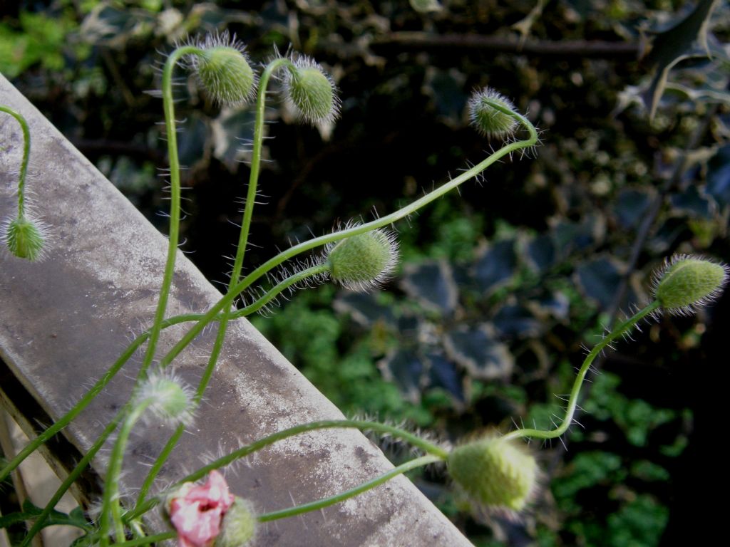 In un''aiuola milanese: Papaver rhoeas