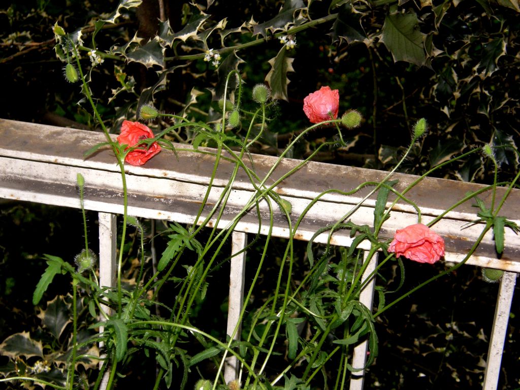 In un''aiuola milanese: Papaver rhoeas